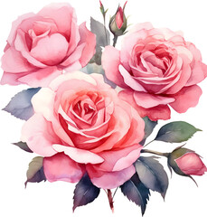 Watercolor pink roses