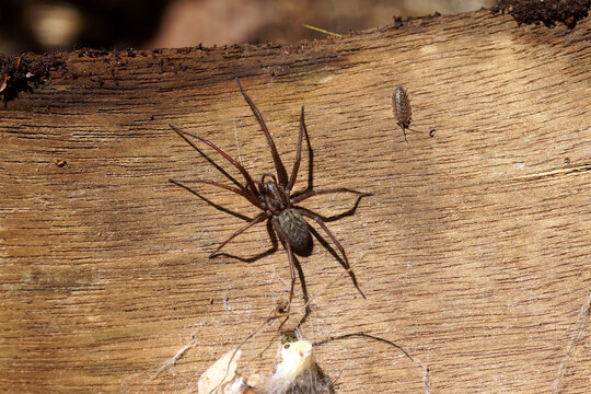 Housespider (Tegenaria) probably dust spider, dustbunny spider (Tegenaria atrica). Family funnel-web spiders (Agelenidae). On an old weathered wooden board with web. July, Netherlands
