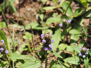 Purple Flowers