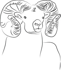 Vector sketch of a big horn sheep head
