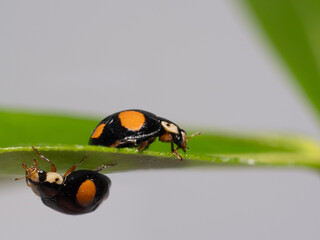 Extreme macro close up of two lady bugs  on a leaf in opposing axis