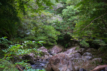 奄美大島の奥地を流れる住用川の支流