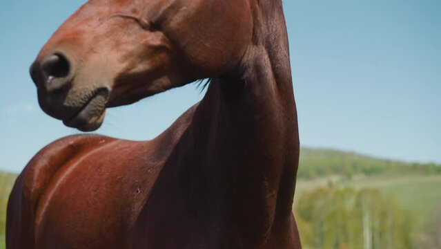 Beautiful bay horse face and small flies at wild highland closeup slow motion. Noble equine animal with large dark eyes turns head at breeding farm