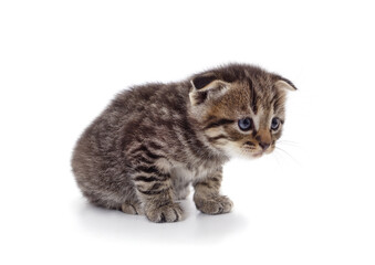 Obraz premium Brown little kitten sitting.