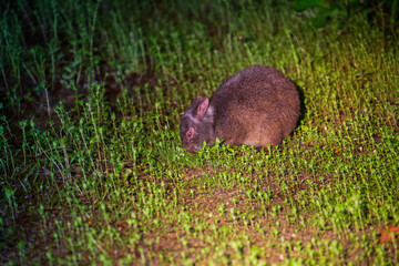 スポットライトで照らし出されたアマミノクロウサギ