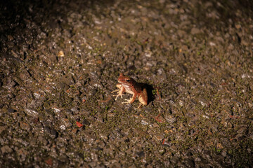 奄美大島のナイトサファリで出会った凛と立つアマミハナサキガエル
