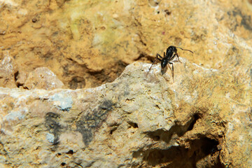 a black ant that is sitting on a rock