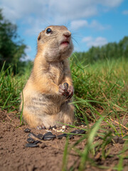 The  prairie dog eating sunflower seed holding it in the front paws