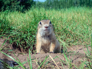 Naklejka na ściany i meble The prairie dog peeking out from his hole and looking into the camera. Close-up