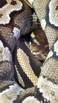 Python molurus bivittatus snake, Burmese Python, Reticulated Python in lying still and breathing, Python regius, Albino Burmese pythons, close up, animal
