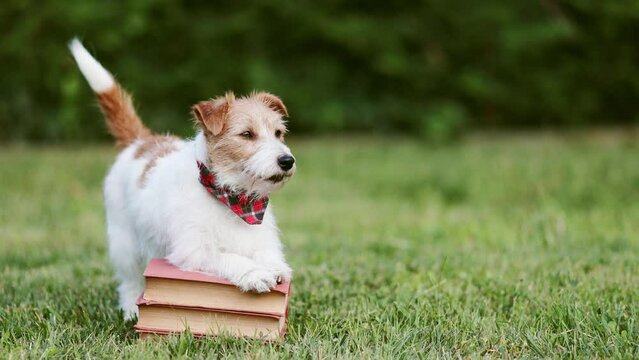 Cute happy pet dog waiting and wagging tail on the books. Back to school, study or puppy training concept.