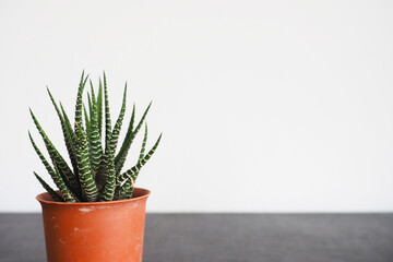 cactus in flowerpot background white