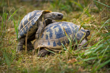 spur-thighed tortoise breeds with another