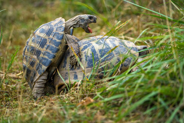 spur-thighed tortoise breeds with another
