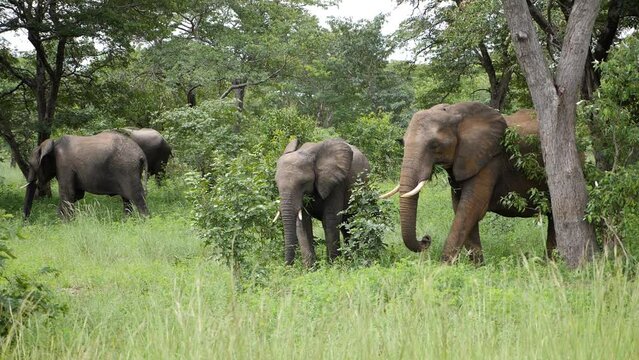 Three elephants walking in the grass in Caprivi strip, Namibia in slow motion. Wild safari in Africa. Safari ride. A Game drive. Wildlife watching in the comfort 4WD open vehicle.