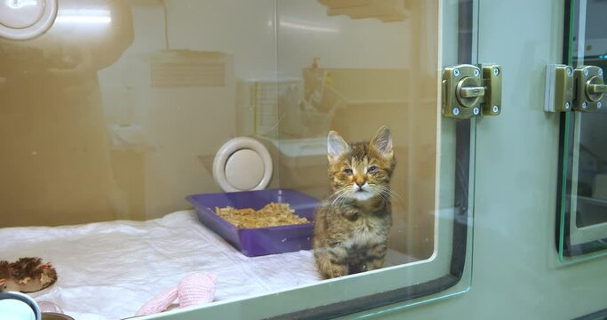 A sick homeless kitten sits in the box of the infectious diseases hospital. A kitten with viral conjunctivitis is being treated at a veterinary clinic. The concept of a sick kitten.
