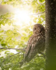 Perched Ural owl in a beech forest