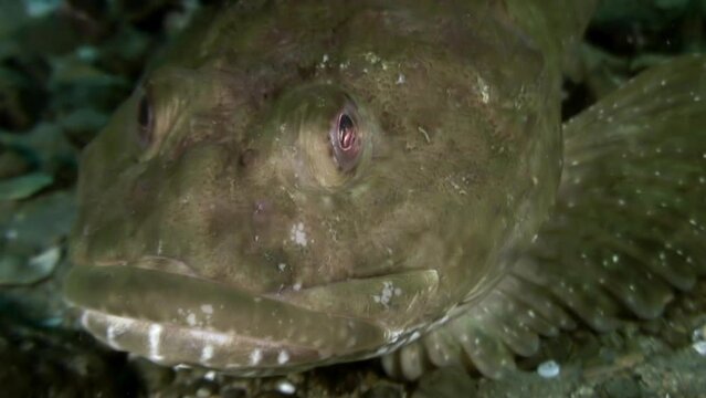 Head, eyes and huge mouth of an exotic fish in underwater sea. Close-up of fish, visible through clear, clean water. Clean marine water. Japanese Sea.