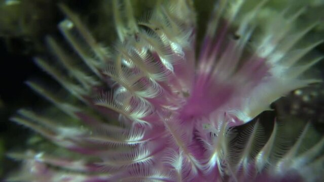 Unique marine invertebrates sea worms in underwater Japanese Sea. Observe their mobility and adaptation within underwater polychaete ecosystem.