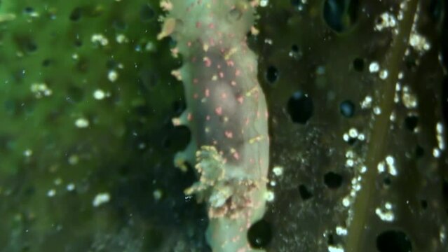 Ecosystem in clean marine water is vital for survival of nudibranch sea slug. Explore biodiversity of ecosystem that nurture nudibranch sea slug in clean marine water. Japanese Sea.