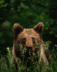 Obraz premium brown bear, Ursus arctos, from Romania