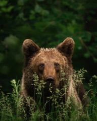 brown bear, Ursus arctos, from Romania