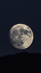 Fototapeta na wymiar The moon over a pine forest