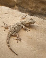 Moorish gecko from Maltese wall