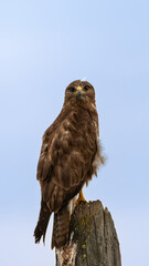 Common buzzard buteo buteo Romania