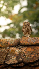 Little owl from Transylvania perching on a roof