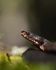 Adder, Vipera berus, Melanistic female