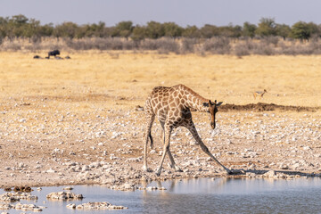 Angolan Giraffes -Giraffa giraffa angolensis- standing drinking from a waterhole in Etosha national park, Namibia.