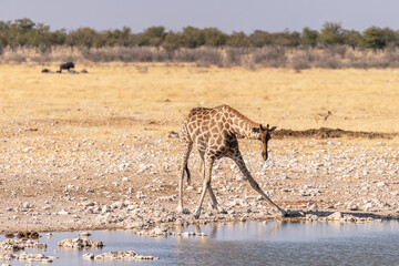 Fototapeta na wymiar Angolan Giraffes -Giraffa giraffa angolensis- standing drinking from a waterhole in Etosha national park, Namibia.