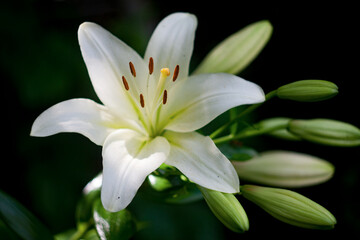 Fototapeta premium lily of the valley