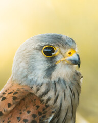 
Common kestrel Falco tinnunculus portrait