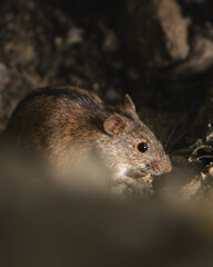 Striped field mouse apodemus agrarius