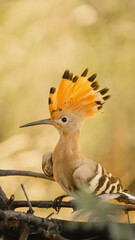 Hoopoe with its crest 
