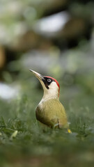 Green Woodpecker back and profile portait