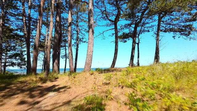 Sea scape reveal drone flight through trees. Juratra Morze Hel Polwysep Wakacje