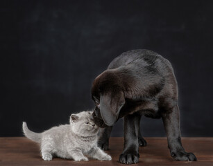 Black labrador puppy sniffs tiny kitten on dark background