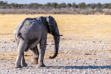 Telephoto shot of one giant African Elephant -Loxodonta Africana- walking on the plains of Etosha National Park, Namibia.