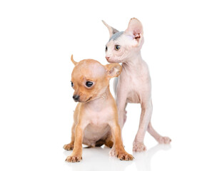 Toy terrier puppy and sphynx kitten sit together and look away on empty space.  isolated on white background