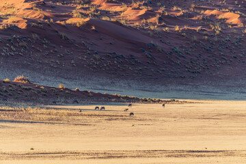 Telephoto shot of a herd of Oryx -Oryx gazella- seens against the backdrop of the impressive red...