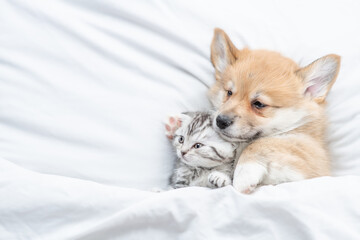 Fototapeta na wymiar Cozy Pembroke Welsh corgi puppy sleep with tiny tabby fold kitten under white warm blanket on a bed at home. Top down view. Empty space for text