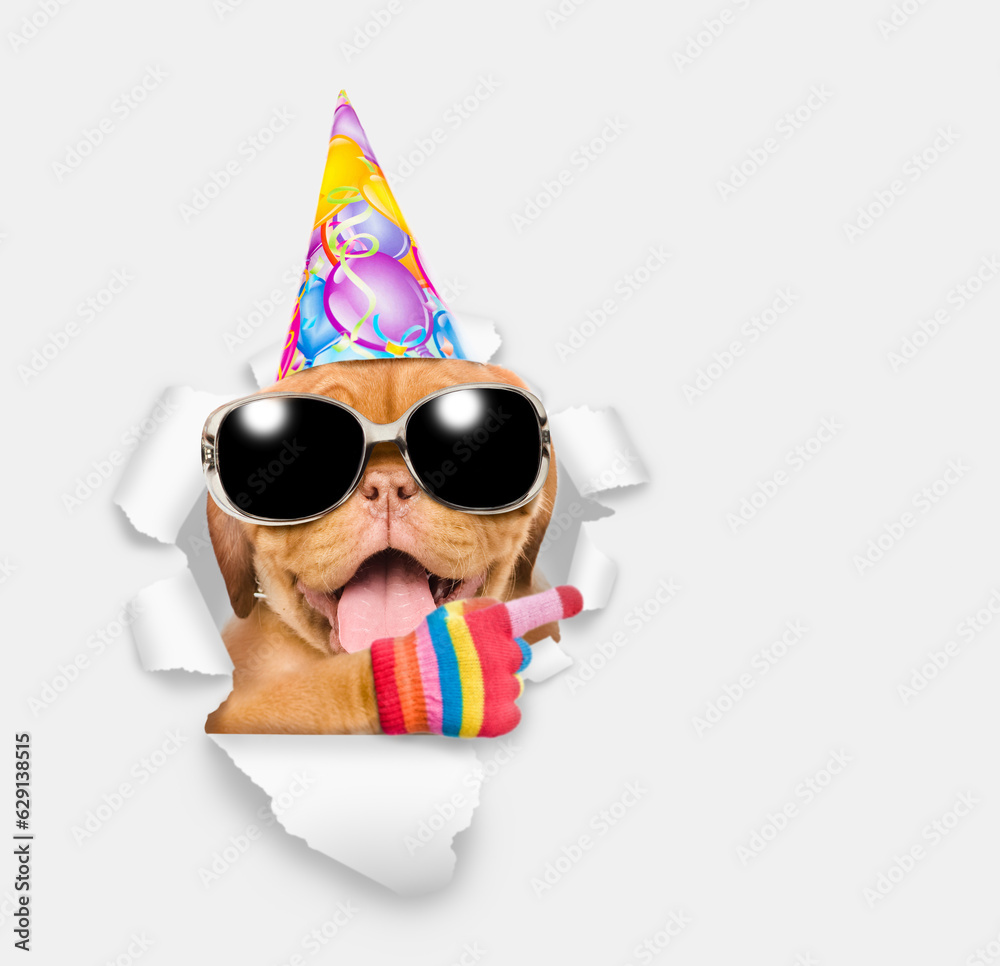 Poster happy mastiff puppy wearing sunglasses and party cap looking through the hole in white paper and poi