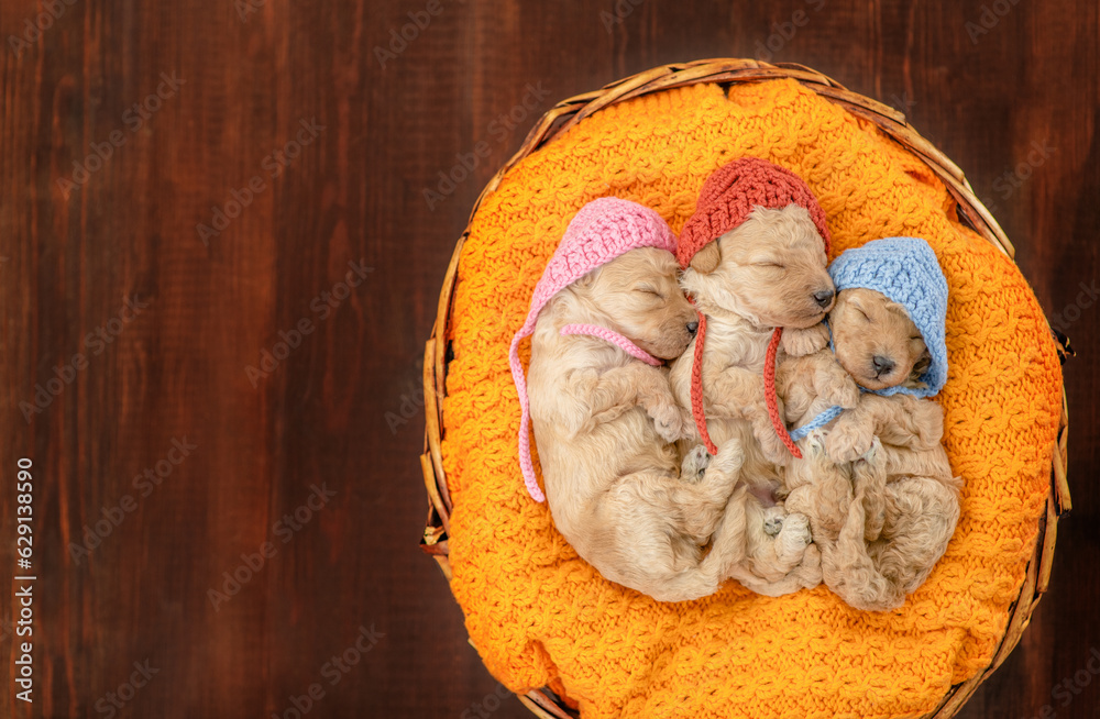 Poster three tiny cozy newborn toy poodle puppies wearing tiny hats sleep inside basket. top down view. emp