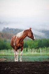 Paint horse at ranch