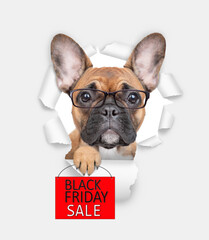 Smart French bulldog puppy wearing eyeglasses looking through the hole in white paper and shows signboard with labeled 