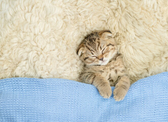 Cozy kitten sleeps under blanket on a bed at home. Top down view. Empty space for text