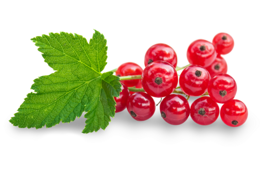 Fresh red currant berry isolated on transparent background.